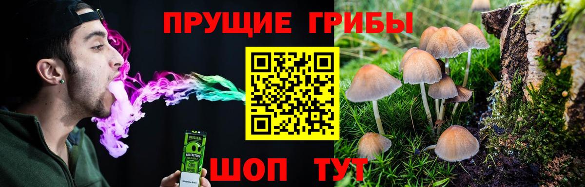 Галлюциногенные грибы Psilocybe Бузулук